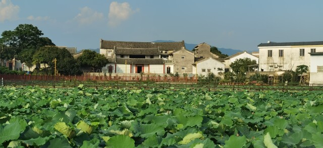 狮峰村。记者/吴明宇 摄