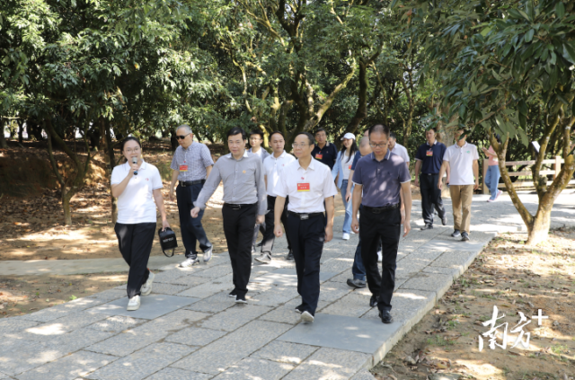 视察团实地察看高州市根子荔枝种植园，了解古荔枝树保护利用情况。林鹏飞 摄