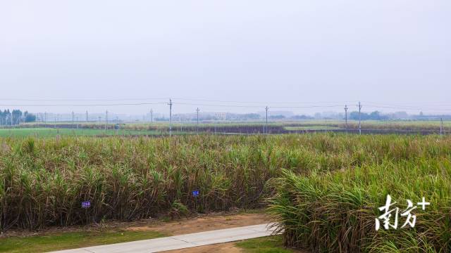  遂溪甘蔗。陈文 摄