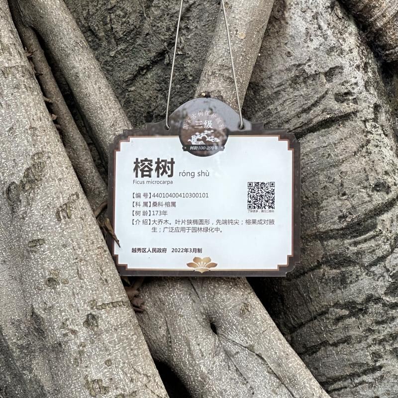 寺内榕树